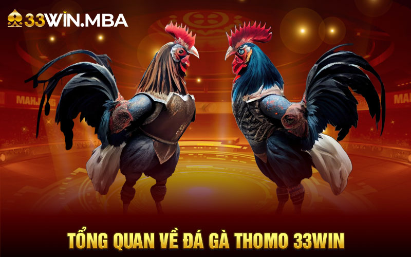 Tổng quan về đá gà Thomo 33WIN hàng ngày